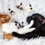 7Pcs Toys Cat Wand Replacement Insect Feather Toys Cat Wand Attachments Toy Wand Refills with Bell Interactive Toy Cat Teaser The Feather Cat Toys for Playing Catcher and Exercising - Image 7