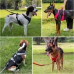 Plutus Pet No Pull Dog Harness, Reflective Adjustable Dog Vest Harness with Handle, Escape Proof, Soft Padded for Small Medium Large Dogs (Black, M) - Image 8