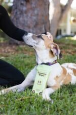 Natural Dog Company Grooming Wipes with Aloe Vera, Cleanses, Soothes, & Deodorizes, Fragrance Free, Hypoallergenic, Biodegradable - Dog Wipes for Ear, Paws, Face and Butt (50 ct) - Image 7