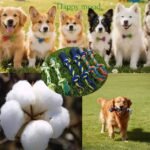 Dog Rope Toys, 12-Pack Braided Cotton Chew Toys, Multi-Coloured Knotted Tug Ropes for Dogs - Image 6