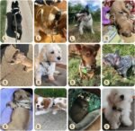 BINGPET Dog Harness Collar Leash Set,Adjustable No Pull Escape Proof Small Dog Harness,Classic Plaid Puppy Harness and Leash Set for Small Medium Large Dogs Training Easy Walk Running(Beige,S) - Image 3