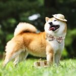 BINGPET Dog Harness Collar Leash Set,Adjustable No Pull Escape Proof Small Dog Harness,Classic Plaid Puppy Harness and Leash Set for Small Medium Large Dogs Training Easy Walk Running(Beige,S) - Image 9