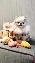 Nocciola Stuffed Pig Dog Toys: Funny Squeaky Crinkle Dog Chew Toys for Small Medium Breed, Plush Puzzle Training Pet Toys, Burrow Hide and Seek Mental Stimulation Anxiety Relief, 9 Packs - Image 10