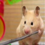 500 G Apple Chew Sticks, Small Animals Branch Chew Toys, Molar Wood Toy for Guinea Pigs, Rabbits, Squirrel, Chinchillas, Hamsters, Gerbil, Bunny and Small Pets - Image 6