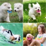 WADY Dog Chew Toys for Chewers, 6 Pcs Small DogToys Ring 360° Clean Pet Teeth, Puppy Teeth Chew Stick Toy for Small Medium - Image 7