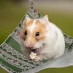 Cotton Hamster Hammock 35x35cm Green Hanging Small Pet Bed Warm Cage Nest Accessory for Rodents - Image 6