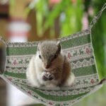 Cotton Hamster Hammock 35x35cm Green Hanging Small Pet Bed Warm Cage Nest Accessory for Rodents - Image 7
