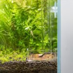 LINLAN 30cm Glass Shrimp Feeder, Aquarium Feeder Tube and Square Feeding Bowl with Two Suction Cups for Crystal Shrimp and Cherry Shrimp - Image 8