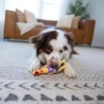 Outward Hound Squawkers Henrietta Latex Rubber Chicken Interactive Dog Toy, Small - Image 6