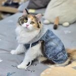 Puppy Harness Jacket for Small Dogs - Breathable Soft Dog Clothes with D-Ring for Leash, Lightweight Comfort Vest for Small Breed Puppies, Cats - Image 4