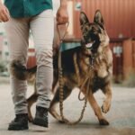 EXCELLENT ELITE SPANKER Bungee Dog Leash Tactical Nylon Adjustable Tactical Leash for Dogs Quick Release Elastic Leads Rope with 2 Control Handle(Ranger Green) - Image 8