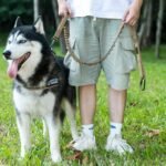 EXCELLENT ELITE SPANKER Bungee Dog Leash Tactical Nylon Adjustable Tactical Leash for Dogs Quick Release Elastic Leads Rope with 2 Control Handle(Ranger Green) - Image 10