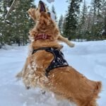 Voyager by Best Pet Supplies -Dual-Attachment No-Pull Adjustable Harness with 3M Reflective Technology, (Black, Small), 211-BK-S - Image 10