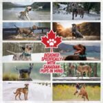 PICKLE WICKLE Tacticozy Comfort Collar - Durable High Density Nylon - Quick Release Buckle - Comfort Grip Handle - Soft Neoprene Padding - Adjustable Length (Pink, Extra Large) - Image 9