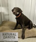 Premium Deer Antler Dog Chew Toys (Small) Half-Pint - Image 5