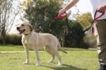 VIVAGLORY Dog Leash Pullsafe Bungee Dog Leash with 2 Padded Handle & Double Handle for Training & Walking, Bungee Anti Pull for Pet That Pull, 4ft x 1in, Black - Image 7
