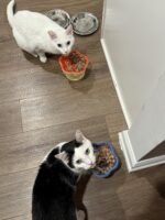 2pcs Ceramics Raised Slow Feeder Cat Bowl, Ceramic Elevated and Titled Glass Food Bowl Small Dogs Slow Feeder, Flower Shaped Cute Cat Dish for Dry and Wet Food (Blue&Orange) - Image 4