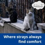 Outdoor Heated Cat Bed, Soft Pet Heating Pad with Steel-Wrapped Cord, Outside Pet Warmer for Feral Cats and Dogs, 19.7" x 15.7", 40 Watts, Gray - Image 7