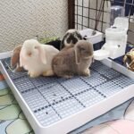 Rabbit-Litter Box-Toilet Pan Bunny-Potty - Restroom Pet Tray Trainer with Grate for Guinea Pigs Hamster Chinchilla Ferret Rat Hedgehog Small Animals (S) - Image 6