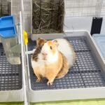 Rabbit-Litter Box-Toilet Pan Bunny-Potty - Restroom Pet Tray Trainer with Grate for Guinea Pigs Hamster Chinchilla Ferret Rat Hedgehog Small Animals (S) - Image 7