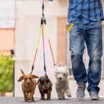 3 Way Dog Leash, 75 Inch Dog Leash Detachable 360 Swivel No Tangle with Soft Padded Handle for Small/Medium Dogs PT048 - Image 3