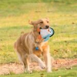 Squeaky Dog Toys 3 Pack, Soft and Tough Dog Plushes, No Stuffed Toy Sets, Durable Pet Chew Toys for Small, Medium and Large Dogs Interact and Reduce Boredom - Image 7