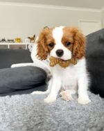 Nylabone Puppy Ring Bone, Wolf - Image 3