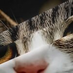 Feelyou Cats Curtains 3D Animals Pattern Window Curtains for Bedroom Living Room for Kids Boys Girls Pet Cat Kitten Decor Window Drapes Brown Grey Window Treatments 38W X 54L,2 Panels - Image 7