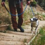 Ruffwear, Knot‑a‑Leash, Climbing‑Inspired Rope Leash, 5 ft Reflective Rope, Secure Auto‑Locking Swivel Carabiner, Tubular Handle, Accessory Loop for Pick‑Up Bags, Obsidian Black, Large - Image 10