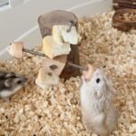 Pet Hamster Feeding Toy for Rodents Guinea Pigs Cage Hamster Foraging Training Multifunctional Cage Toy Hamster Toy - Image 7