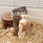 Pet Hamster Feeding Toy for Rodents Guinea Pigs Cage Hamster Foraging Training Multifunctional Cage Toy Hamster Toy - Image 9