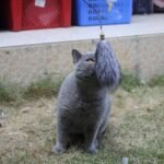 Fosrion Real Fur Cat Bites Toy with Three Section Retractable Carbon Fiber Rod (3 Fox Fur Piece, Only Tail) - Image 8