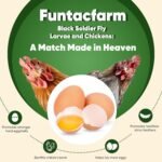 Dried Worms Black Solider Fly Larvae 5LB, Superior to Mealworms Chicken Treat, 86x Calcium Than Meal Worms, 100% Non-GMO Organic Chicken Feed (2.27 Kg) - Image 4