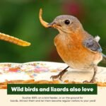 Dried Worms Black Solider Fly Larvae 5LB, Superior to Mealworms Chicken Treat, 86x Calcium Than Meal Worms, 100% Non-GMO Organic Chicken Feed (2.27 Kg) - Image 7