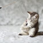 jojofuny 3pcs DIY Cat Teaser Sticks Indoor Cat Toys Three-Section Glass Fiber Wand for Kitten Interactive Random Color - Image 4