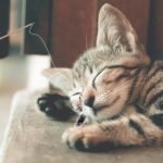 jojofuny 3pcs DIY Cat Teaser Sticks Indoor Cat Toys Three-Section Glass Fiber Wand for Kitten Interactive Random Color - Image 6