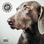 12" Jumbo Bully Sticks - av 75 gr Each! - 10 Pack - Long Lasting, All Natural, Single Ingredient, Dehydrated Dog Treats and Dental Chews - Image 10