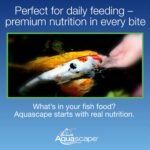 Aquascape Premium Staple Fish Food Pellets for Small to Medium Pond Fish, Medium Pellet, 1.1 Pounds | 98867 - Image 6