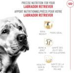 Royal Canin Labrador Retriever Adult Breed Specific Dry Dog Food, 17 lb. bag - Image 3