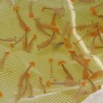 GreenWaterFarm Fairy Shrimp Beavertail Eggs Live Fish Food for Hatching and Culture Suitable for Feed Betta Fish - Image 5