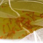 GreenWaterFarm Fairy Shrimp Beavertail Eggs Live Fish Food for Hatching and Culture Suitable for Feed Betta Fish - Image 6