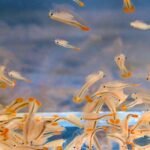 GreenWaterFarm Fairy Shrimp Beavertail Eggs Live Fish Food for Hatching and Culture Suitable for Feed Betta Fish - Image 7