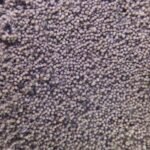 GreenWaterFarm Fairy Shrimp Beavertail Eggs Live Fish Food for Hatching and Culture Suitable for Feed Betta Fish - Image 8
